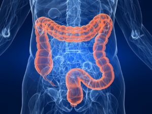 Intestino